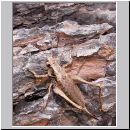 Pholidoptera griseoaptera - Strauchschrecke w01.jpg